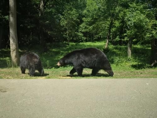 疫情|疫情期间的周末娱乐,留学菌带你逛逛野生动物园