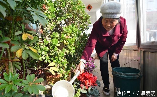 浇花|天冷浇花有4“不”,做好了,根系壮