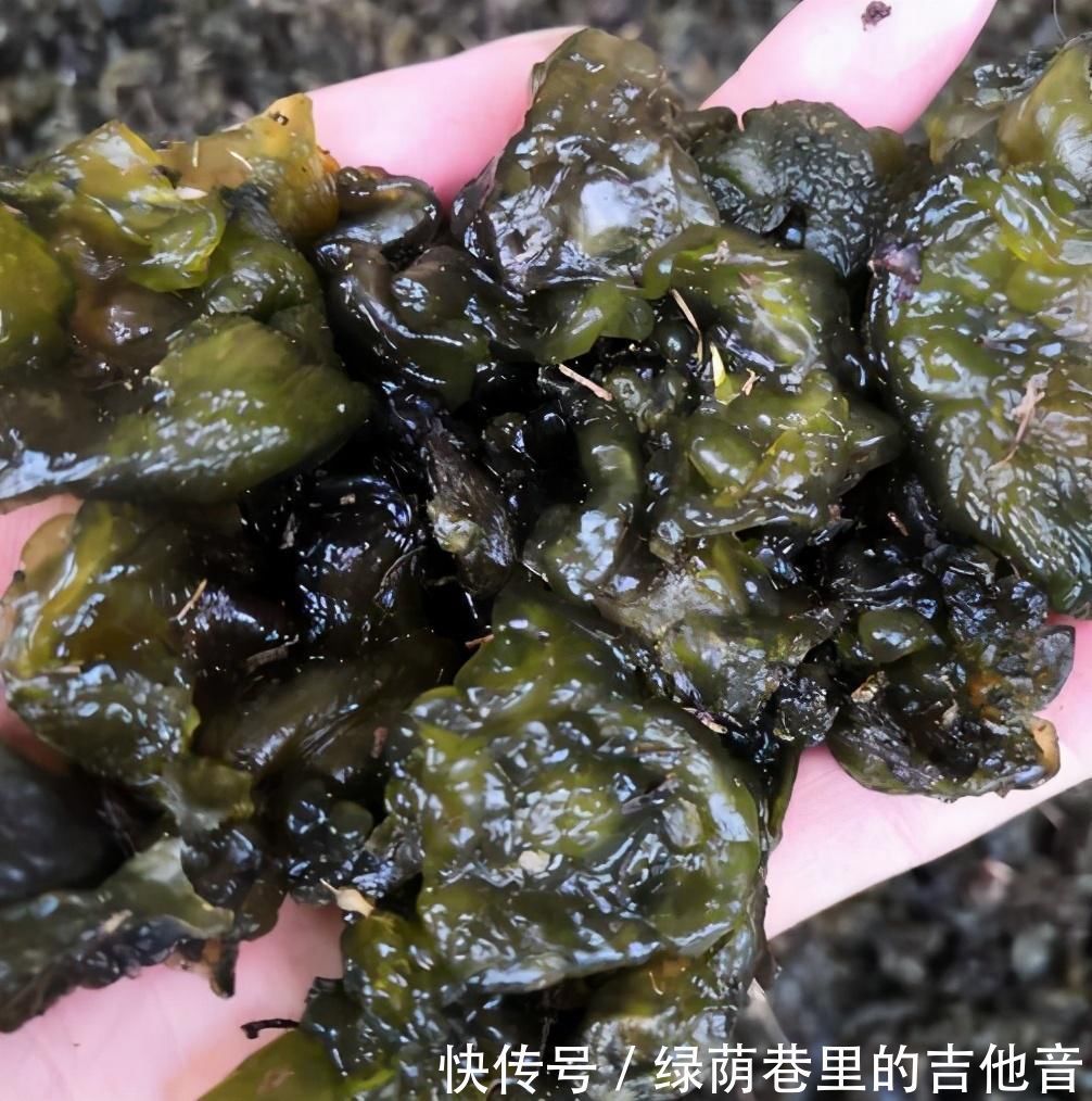 刮油|这菜是“刮油高手”，很多人看不上它，用来炒鸡蛋，好吃到流口水