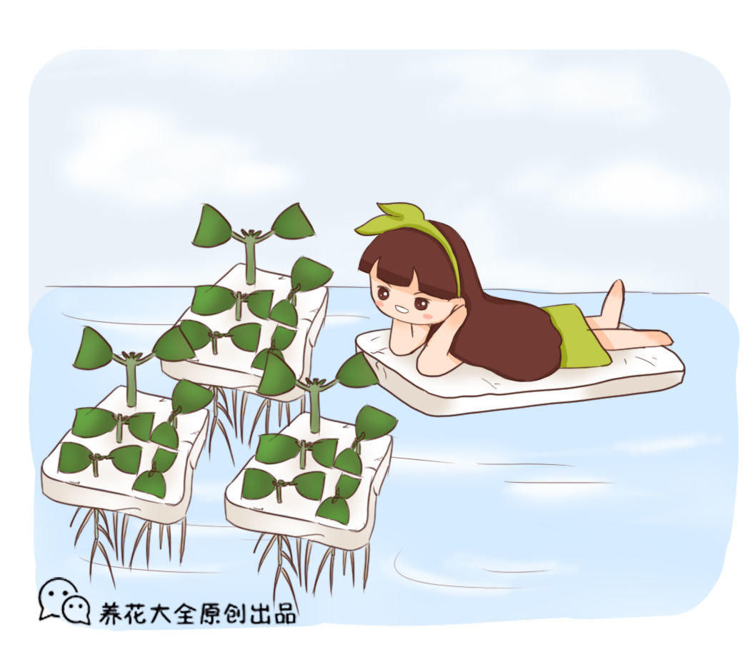 泡沫板别再扔了!拿来养花,轻松成为养花高手
