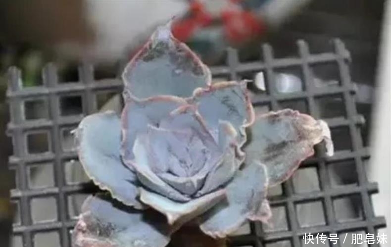 水培多肉|多肉还可水培?多肉土培转水培,快速生根方法全在这儿~