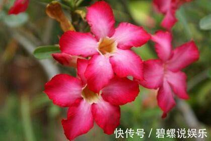 盆栽|不要再盆栽绿萝吊兰了，这种花卉非常好养，一年四季花开不断！
