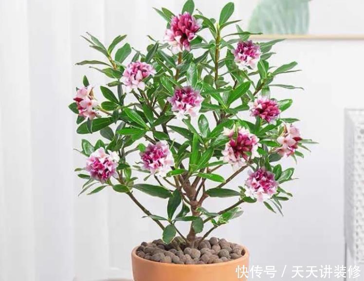 发财树|年底逛花市,这些花最好看、最好养,赶紧抱回家