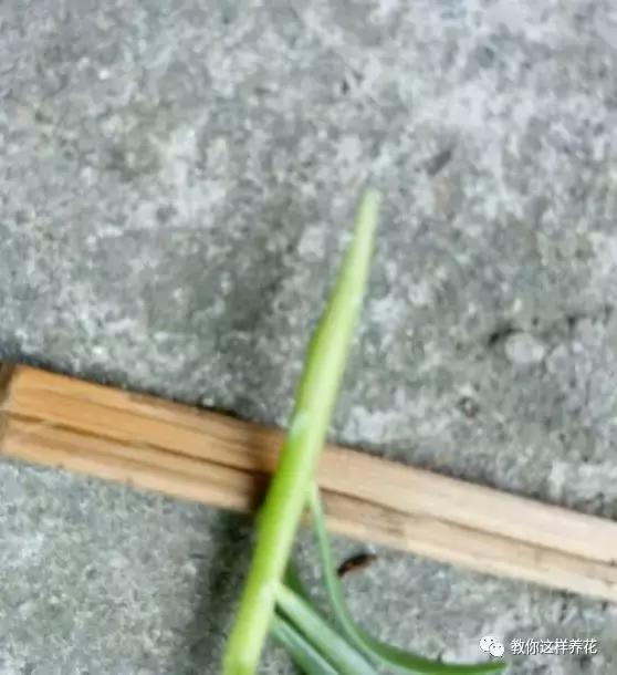 1个小窍门,普通的太阳花也能养成万元盆景老桩,邻居纷纷来学!