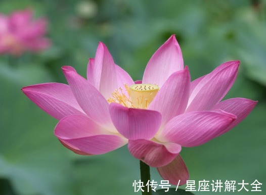 桃花朵朵开|9月中旬，4属相吉星关照，事业更上一层楼，生活锦上添花