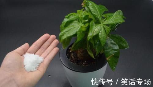 喷壶|不管多难养的花,浇水时加点它,不黄叶还不烂根,比花肥还好用