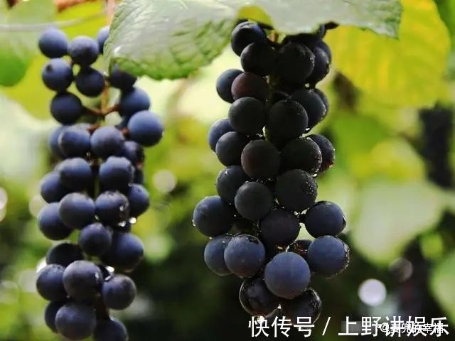 零食|当你怀孕了,4种“零食”尽量吃,宝宝出生后或像洋娃娃那样漂亮