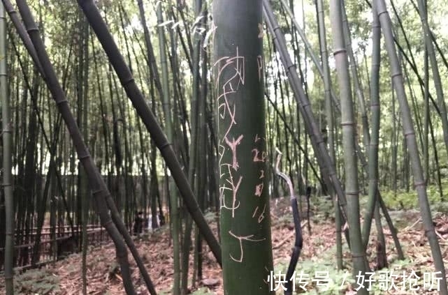 竹林|罕见！这里的竹子“先弯后直”，移到别处就不再扭拐，至今无解