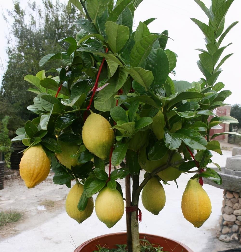 7种漂亮花,都是“醋罐子”,每月喝一碗,黄叶消失,花满枝头