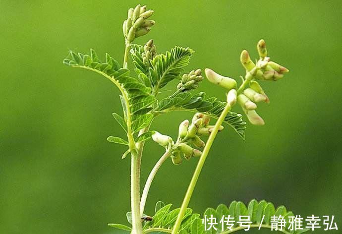 张锡纯|黄芪，补气最好用的药！老中医推荐6大经典搭配，学会受益终身！