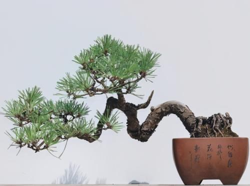 使用金属丝给盆景做造型蟠扎时，注意12个方面的技巧，做好造型