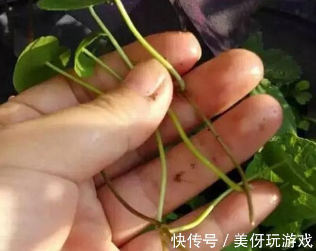 盆栽别花钱买了，就这几根铜钱草枝条，教你如何轻松就爆盆