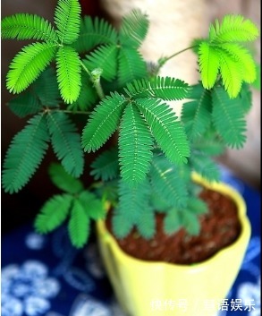 家中不适合养的花,或许你还不知道,学完教教家里人!