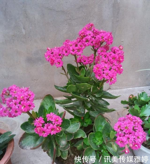 秋季|要想长寿花开花漂亮,秋季管理很重要,该怎样管理?