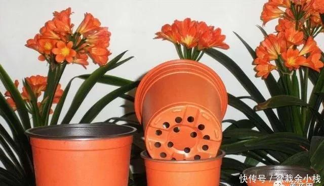 家中旧物拿来养花,1个花盆也不用买,种了满屋的花,漂亮实用