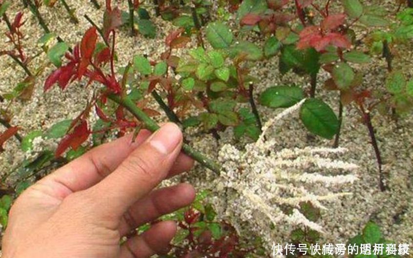 生根|生根剂不用买家家都有的“小东西”，自制生根水，10天冒白根