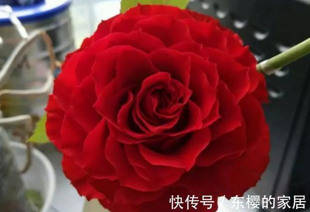 嘘,这款月季名字真是太羞耻了,耐晒耐雨抗性好,一点娇气都没有