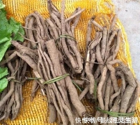 老中医|叶子像芋头，被人们称为“白草根”的野草，在老中医眼里是宝！