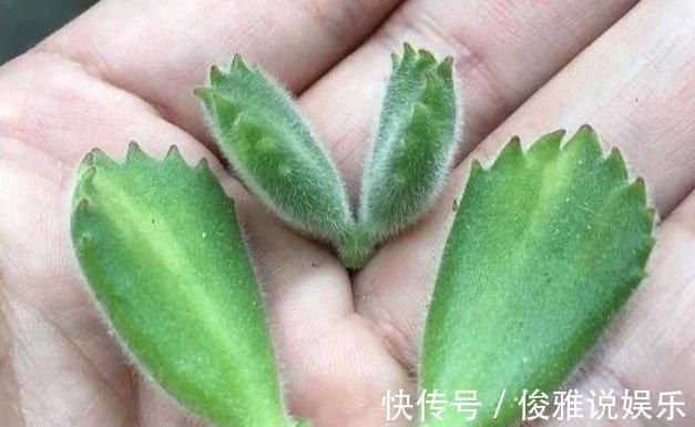 熊童子扦插很“另类”，取1枝变10盆，立马变成熊森林