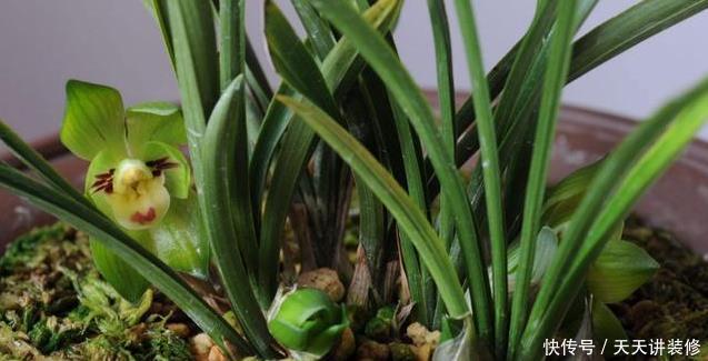 都需要春化|兰花春化需要多长时间,温度大概是多少?