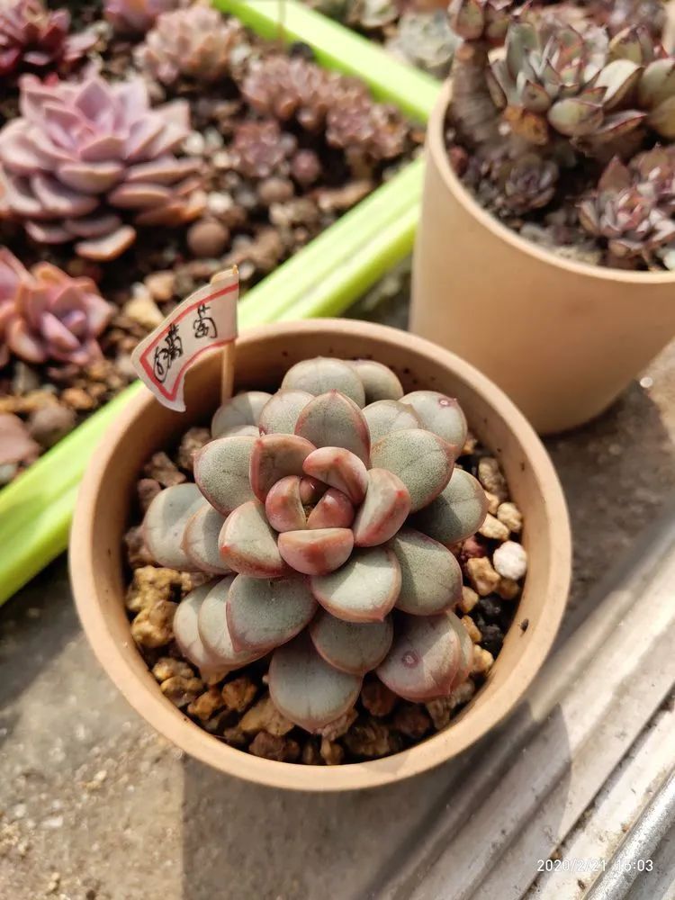 养肉多年的新手我相信它们一定可以变得更美丽！