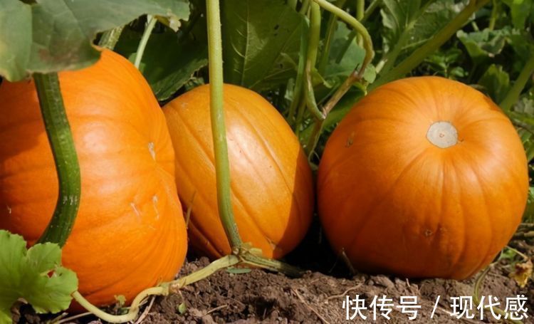 延缓衰老|聪明人爱吃3种食物,排毒养颜、延缓衰老,好吃又不贵!