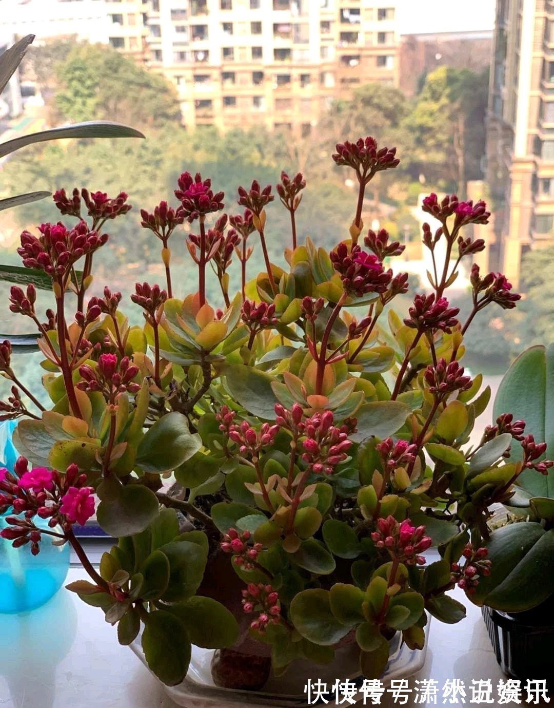 虎皮兰|春天,这八种花剪个枝插土里就活,养养就开花,错过就要等明年了