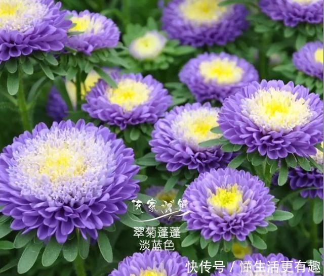 比月季还美的花，开花一大把，秋天正是欣赏季节！