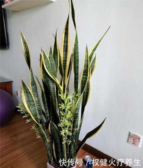 虎皮兰浇2种“水”,蹭蹭长得旺,冒芽一个接一个!