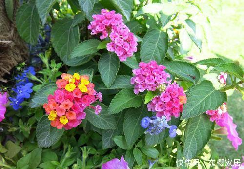 虎刺梅|4种花,再好看也别在家里养,对身体不好,后悔没早知道