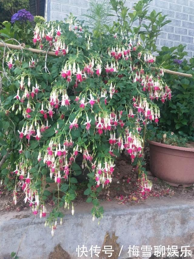 瀑布|6种花,一定要吊起来养,开花像瀑布,看着真过瘾!