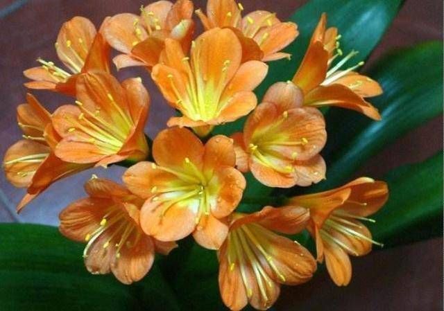 口诀|养君子兰要忙起来,翻盆施肥记住“口诀”,生长期长得旺