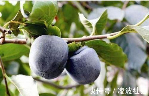 滋养补肾|秋天来了，多吃以下3种食物，补血益气，滋养补肾，延缓衰老