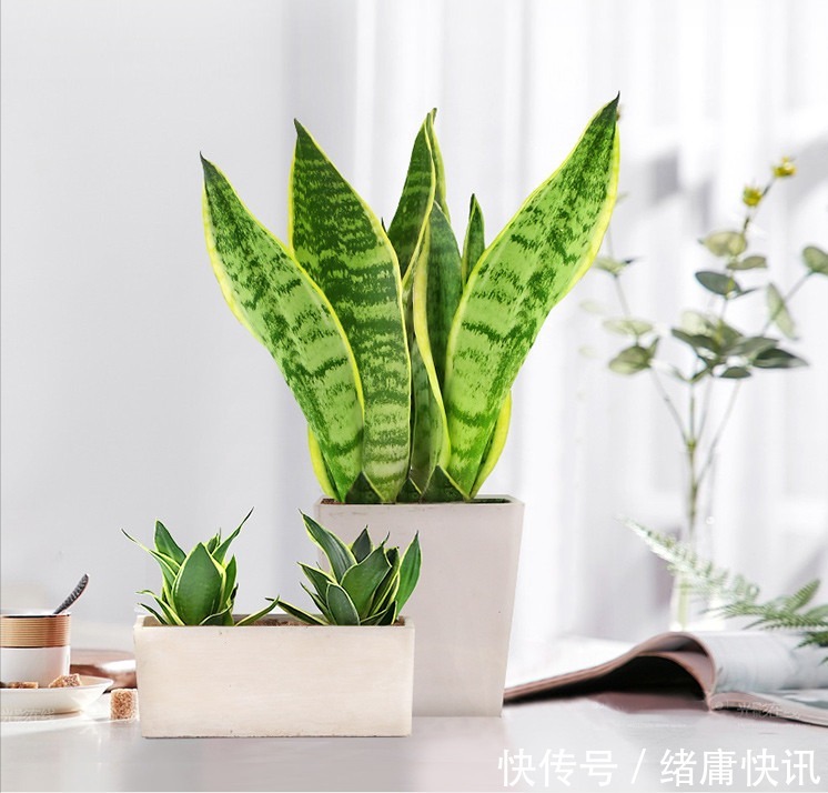 牡丹吊兰|4种花能观赏能“养人”,建议养几盆,好看又利于健康