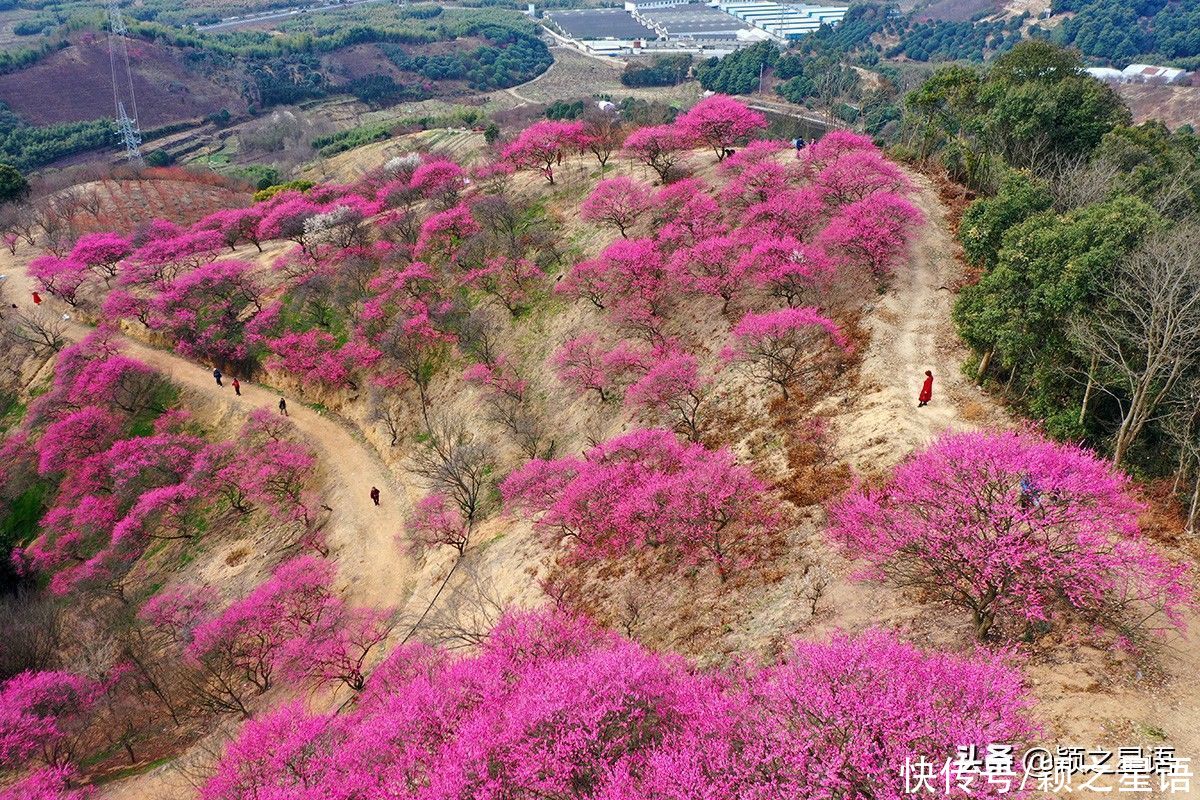 宁波第一免费赏梅地，梅开成海，春节打卡地