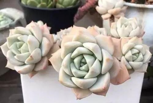 色素|砰砰疯长的多肉植物,该如何养出好状态用它补水上色贼快