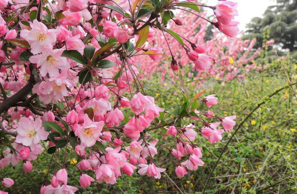 适合春天养的4种“花树”，有空种几棵，小院子也有“高颜值”