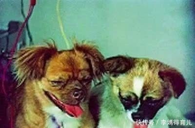 宇航员 第一个登上太空的宇航员,不是加加林,而是一只狗……