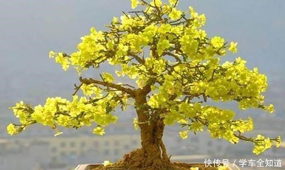 还在养花弄草那是你落伍了，种上这3种树才妙，男女老少都喜欢！