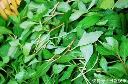 大肚腩|农村地头用来喂猪的野菜，却可以预防癌症，赶走大肚腩，早食早好