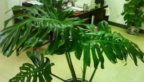 这5种花耐阴又好养,净化空气一级棒,家里养1盆,异味都消失