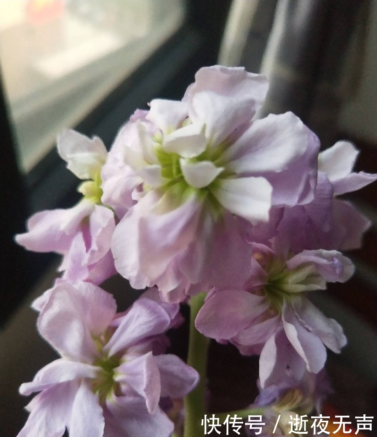 植物|倒春寒来袭，养花5件事不能做，不然花熬不过去全死了