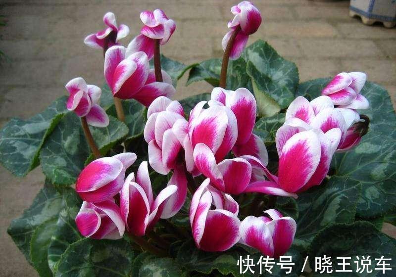 调整仙客来花期的五种方法