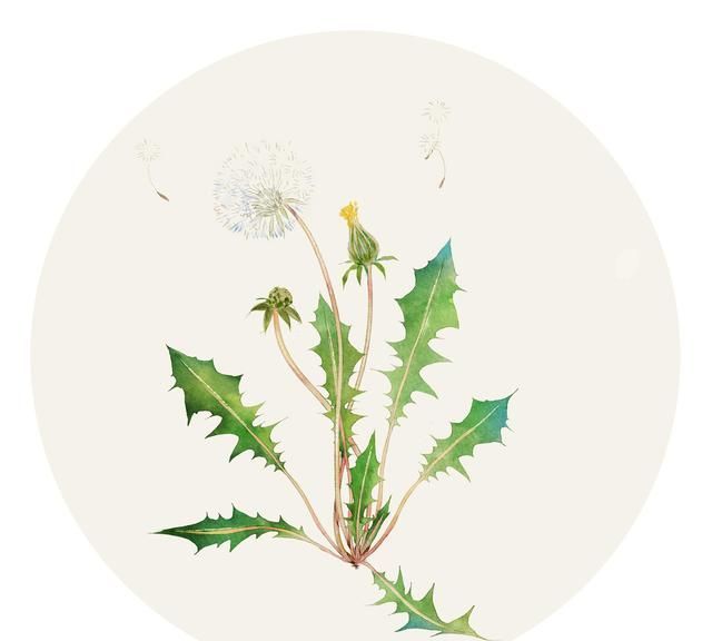 蒲公英|有一味草药被称为“草药皇后”,清热解毒,消肿散结,还补脾和胃