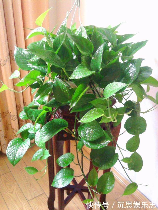 绿萝|怎样给绿萝换盆记住1个“小步骤”，新叶蹭蹭长，绿油油爬上墙