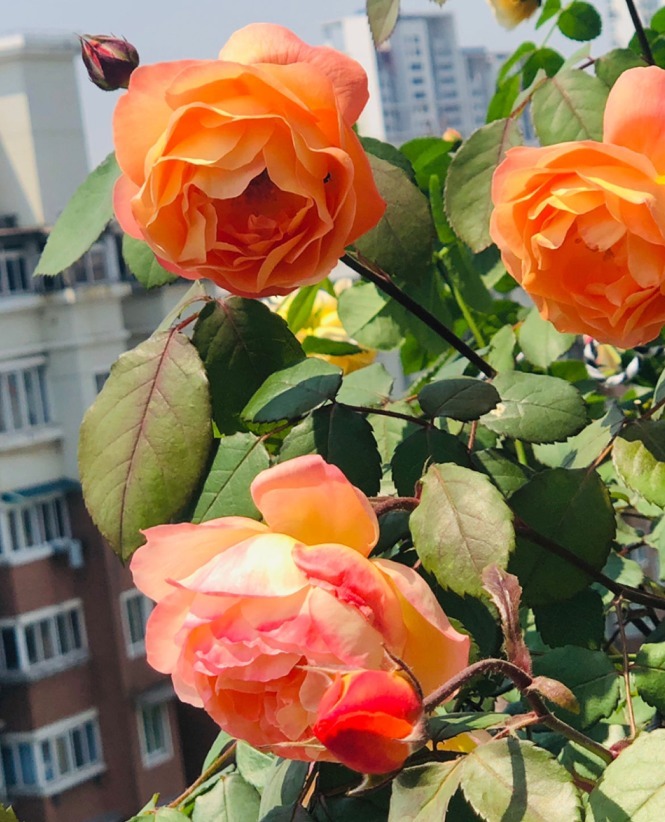 15款经典月季，好看好养，春天开成大花海！