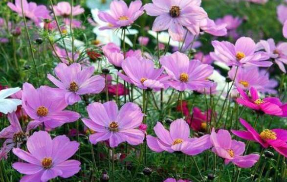 养盆波斯菊吧!花语高洁自由,开花小巧可爱,适合盆栽