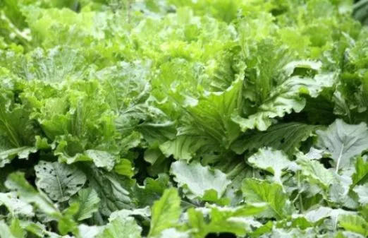 大白菜栽培种植 高产技术要点详解 学会了让你的白菜高产 快资讯