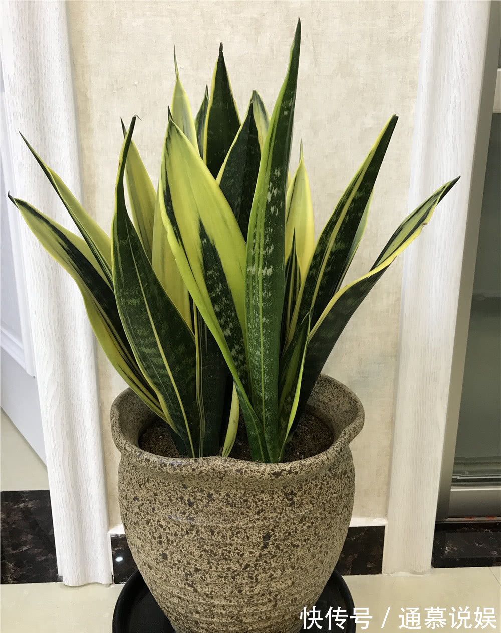 5种漂亮的花,要用“小盆”养,否则会影响生长和开花,别忽视