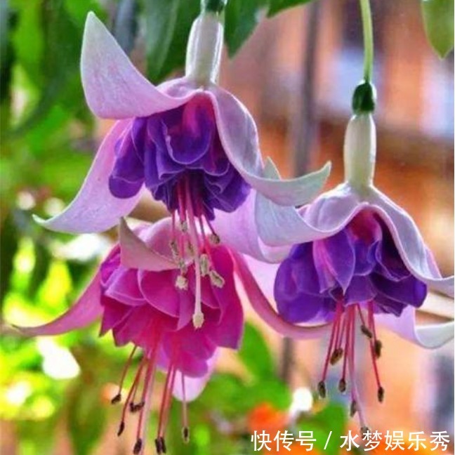 “4种花”漂亮易爆盆，想养死都难，开花不断，四季有花赏！